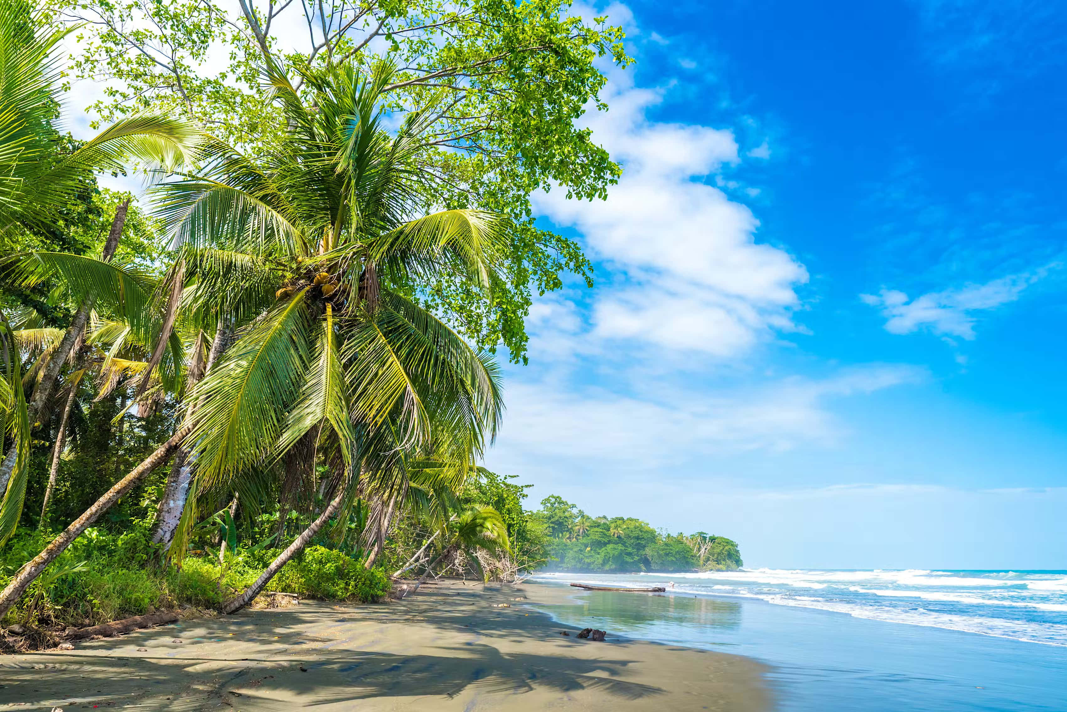 Costa Rica 桌布 壁紙 — 熱帶海灘，茂密的棕櫚樹在明亮的藍天和白雲下搖曳。