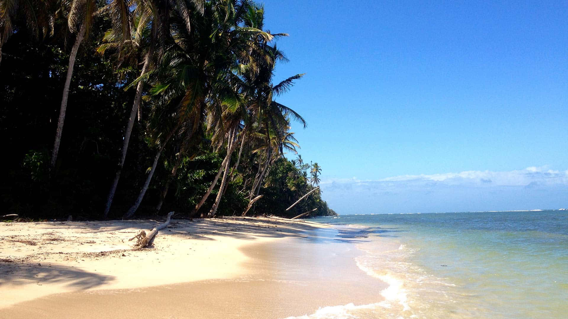 Costa Rica 桌布 壁紙 — 熱帶海灘，金色沙灘、棕櫚樹和碧綠海洋，在清澈藍天下。
