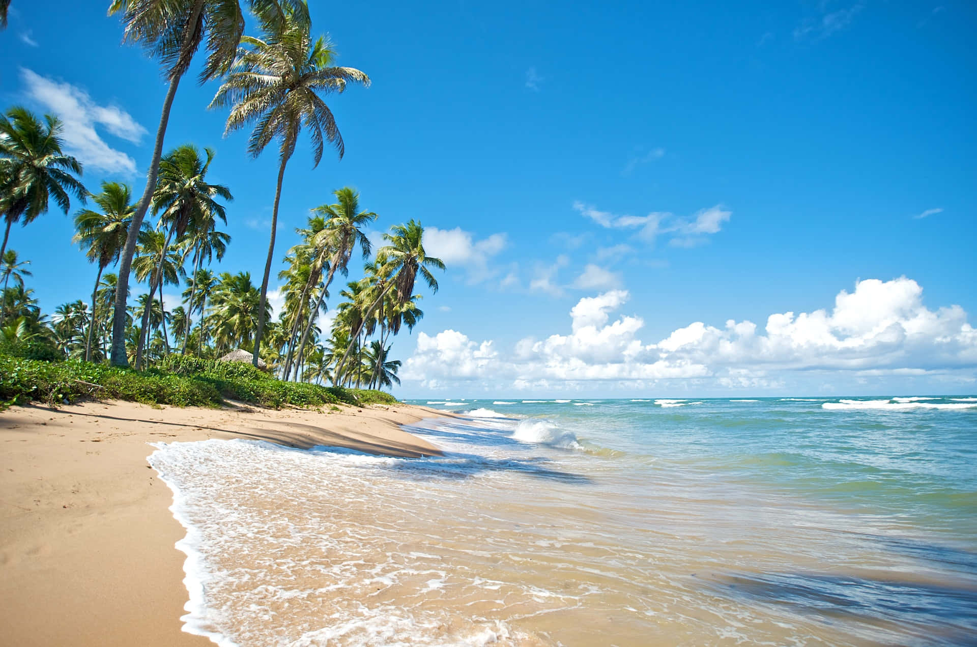 Brazilian Beach 桌布 壁紙 — 熱帶海灘，金色沙灘、棕櫚樹和碧綠的海浪，在明亮的藍天下有蓬鬆的白雲。