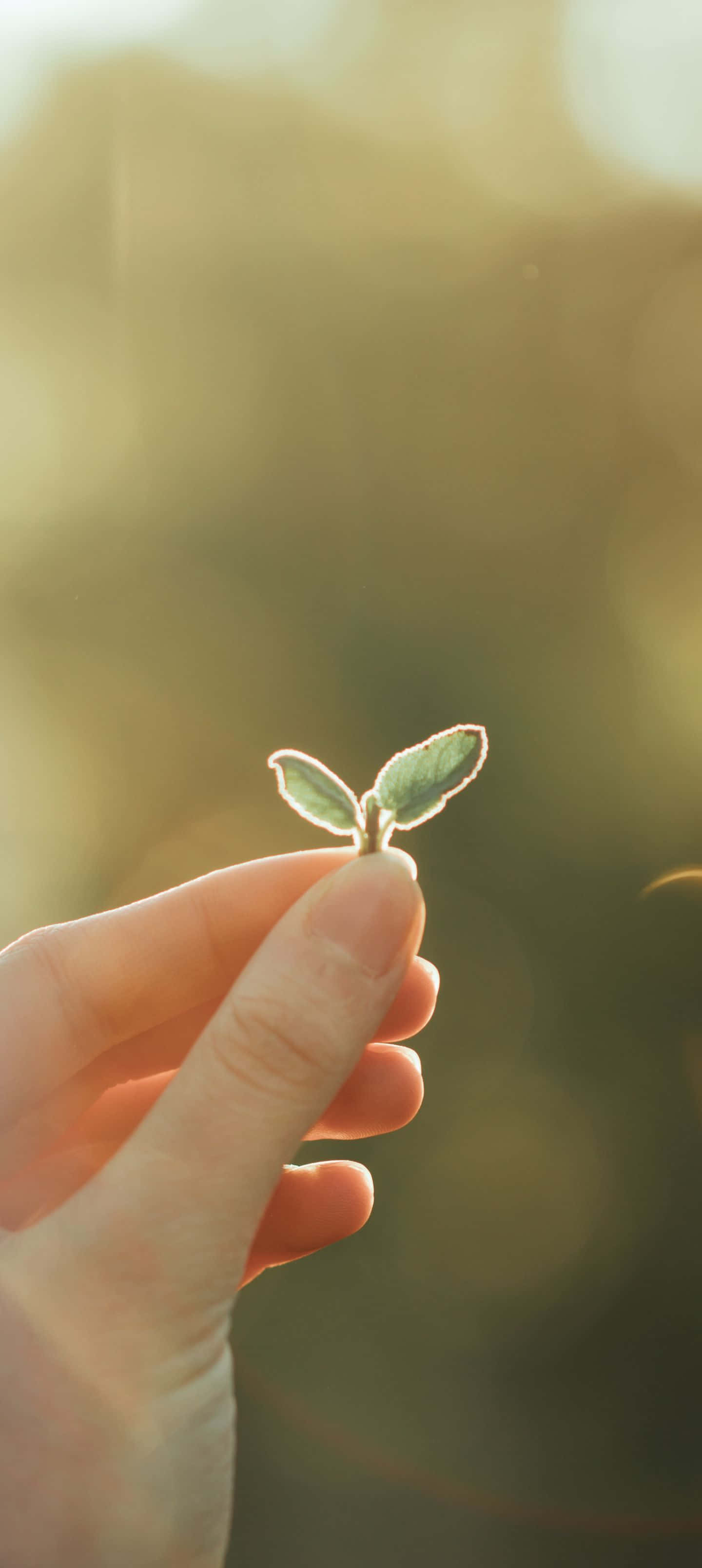熱帶海灘上的夢幻地平線 壁紙 — 一隻手輕輕捧著一棵小小的綠色嫩芽，背景是柔和的金色散景。