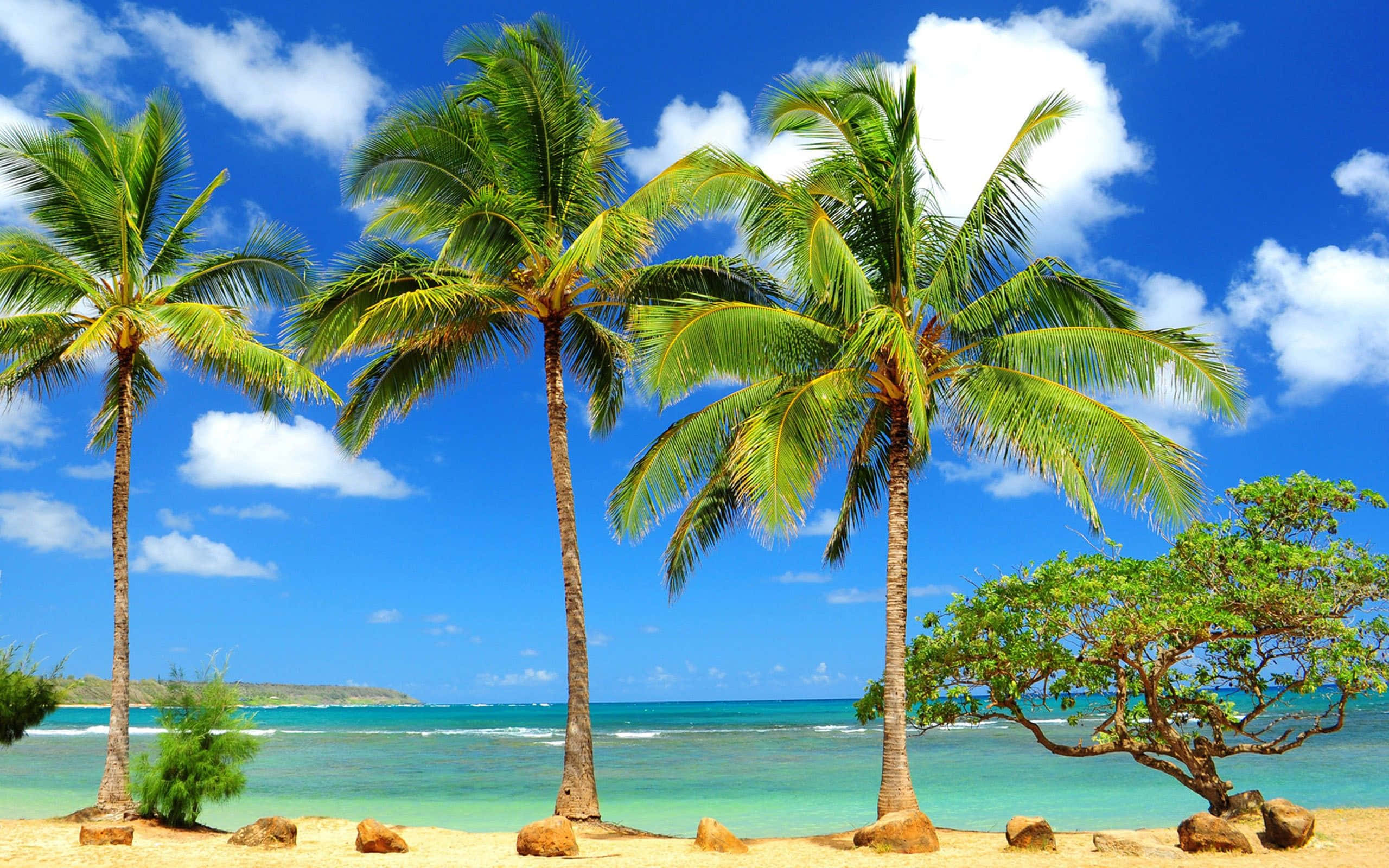 Hawaiian Beach 桌布 壁紙 — 熱帶海灘場景，三棵高大的棕櫚樹在明亮的藍天和蓬鬆的白雲下搖曳。