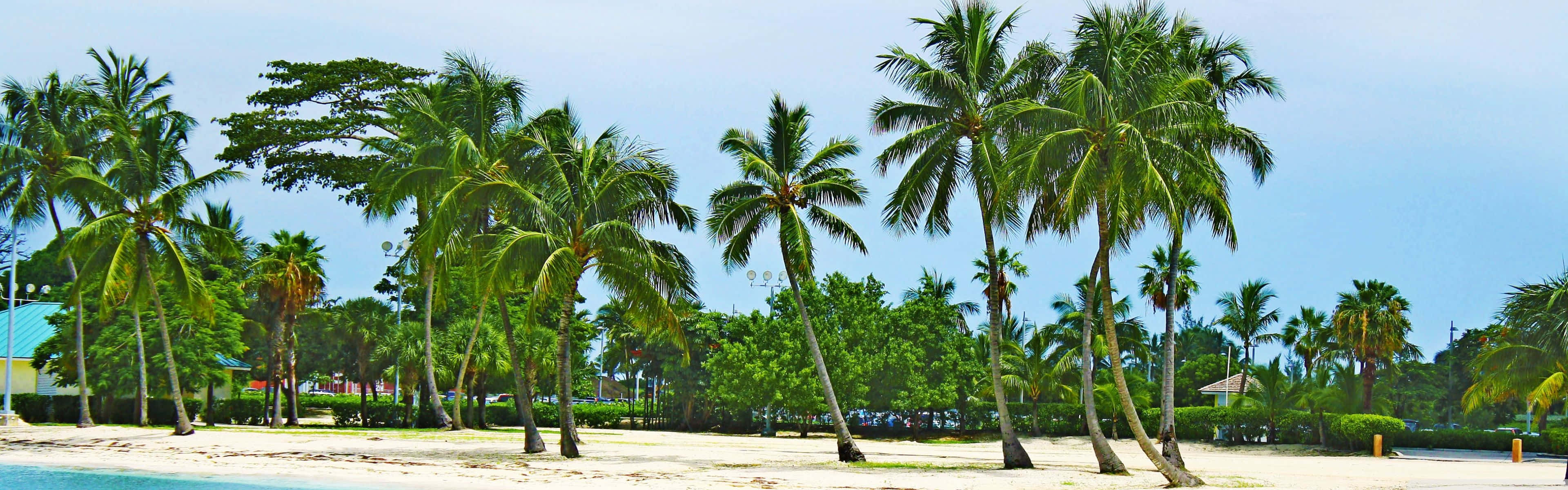 Bahamas Beach 桌布 壁紙 — 熱帶海灘場景，高大的棕櫚樹在清澈的藍天和碧綠的海水中輕輕搖曳。