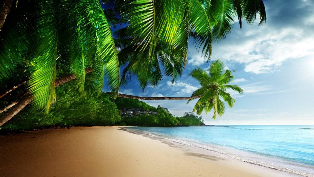 藍天下，棕櫚樹和碧綠海水的熱帶海灘。
