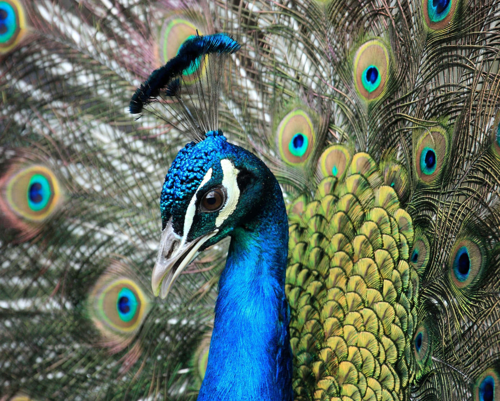 藍孔雀的特寫，展示其色彩繽紛的眼狀尾羽。