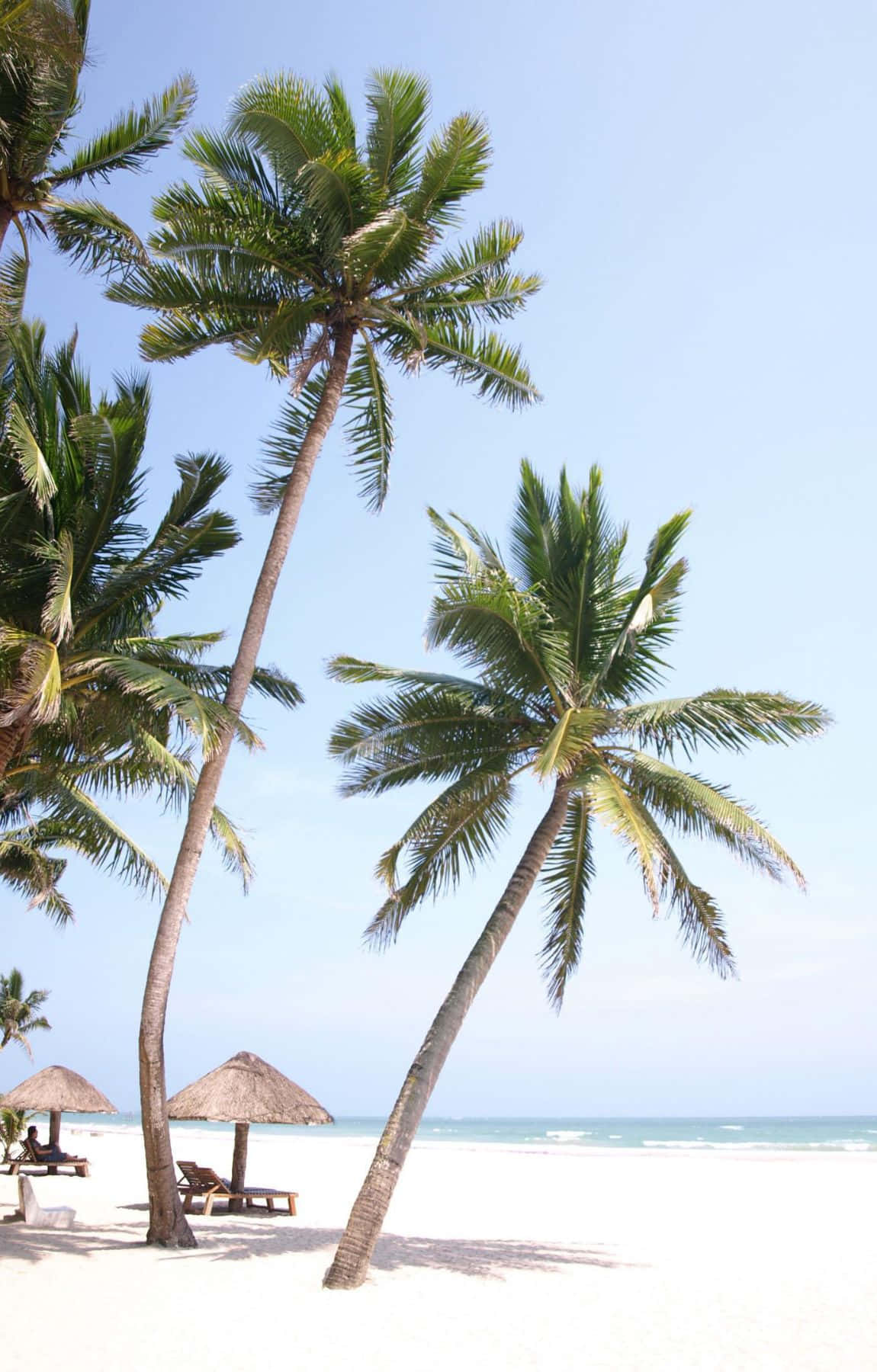 熱帶海灘風景 小屋椰樹 壁紙 — 高大的棕櫚樹在明亮的白色沙灘上輕輕搖曳，遠處有海洋波浪，天空清澈湛藍。