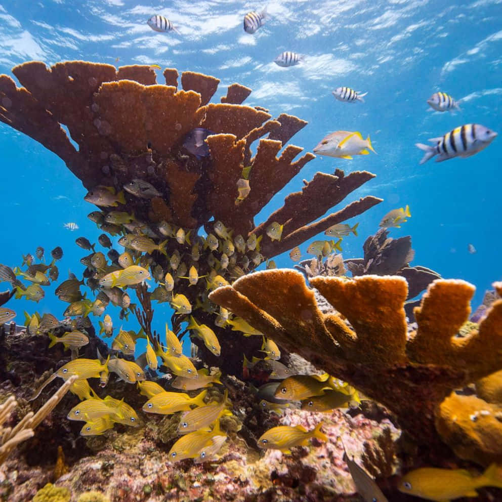 熱帶珊瑚礁與瀕危海洋生物 壁紙 — 充滿活力的橙色珊瑚群在清澈的藍色海水下充滿黃色和條紋魚。