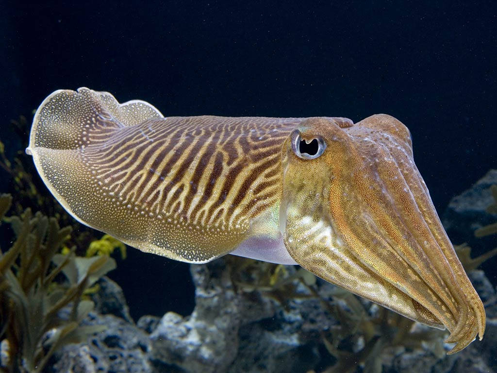 一隻帶有詳細圖案的墨魚在黑暗海水中靠近珊瑚和海藻游泳。