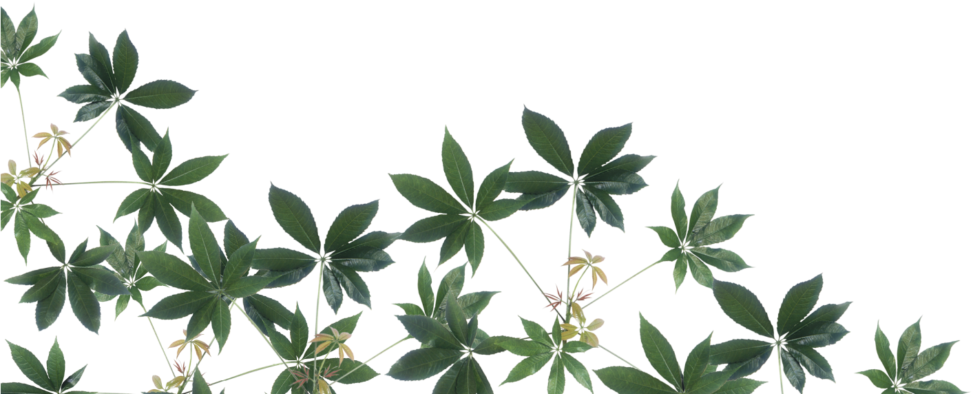 熱帶綠植透明背景 壁紙 — 充滿活力的綠色掌狀葉片與精緻的黃色花朵，在鮮明的黑色背景上對角線傾瀉而下。