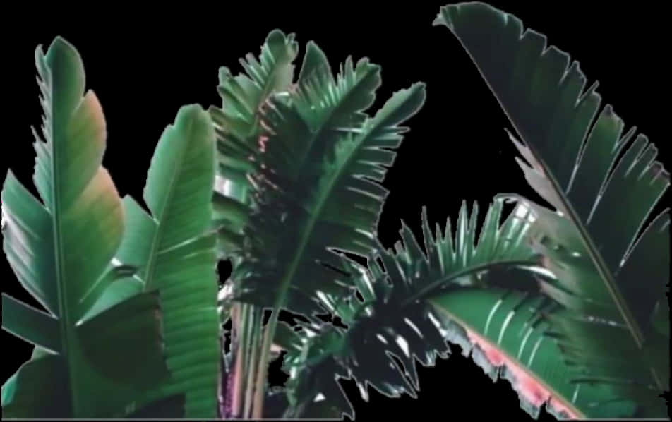 熱帶綠葉對比黑色背景 壁紙 — 茂密的熱帶香蕉葉，邊緣呈鋸齒狀，在純黑色背景下閃耀。