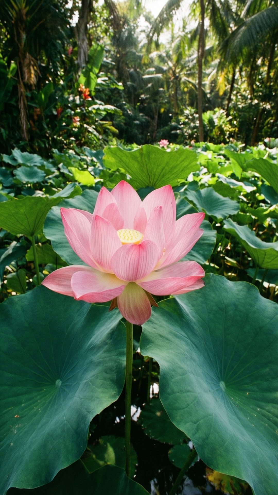 熱帶蓮花池 壁紙