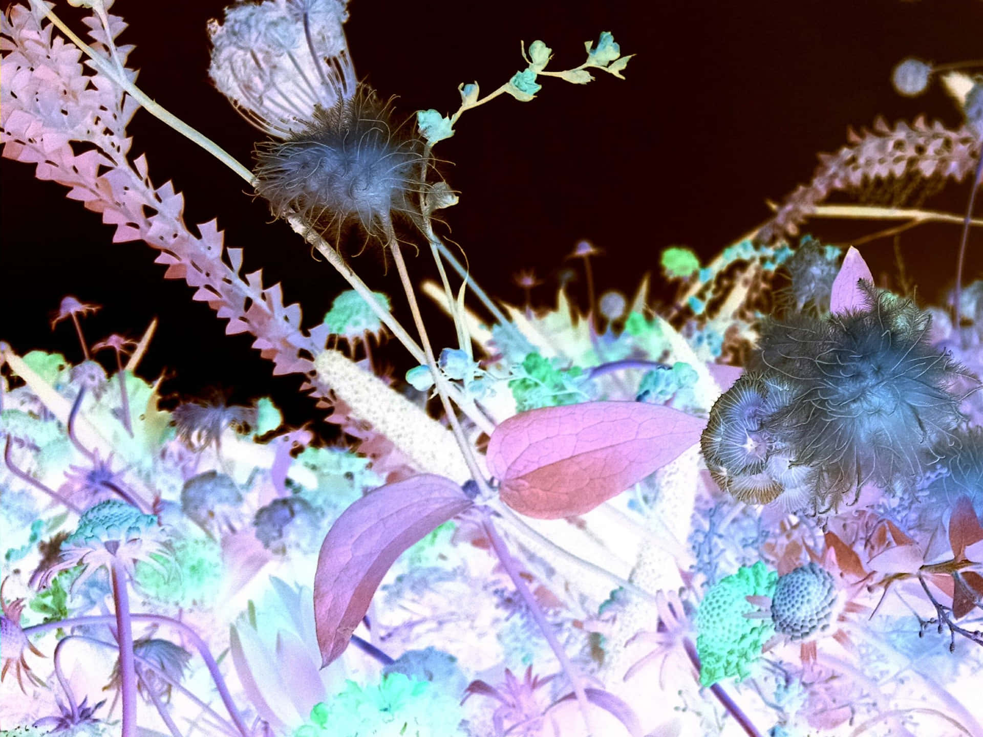 超現實的發光花朵，呈現紫色、粉紅色和藍綠色，背景為深色。