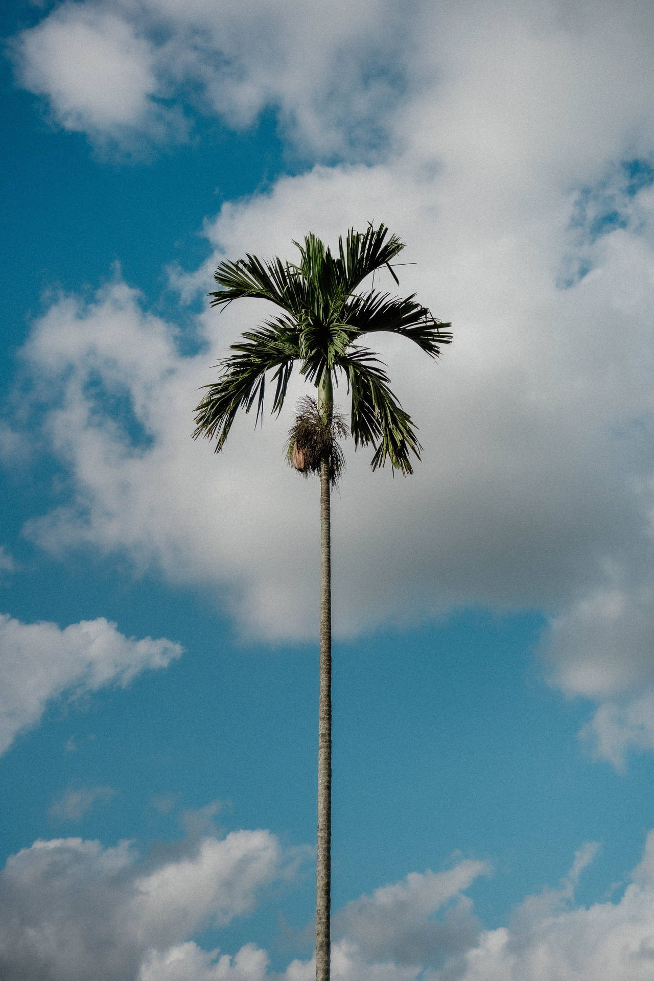 高大的棕櫚樹襯著藍天白雲