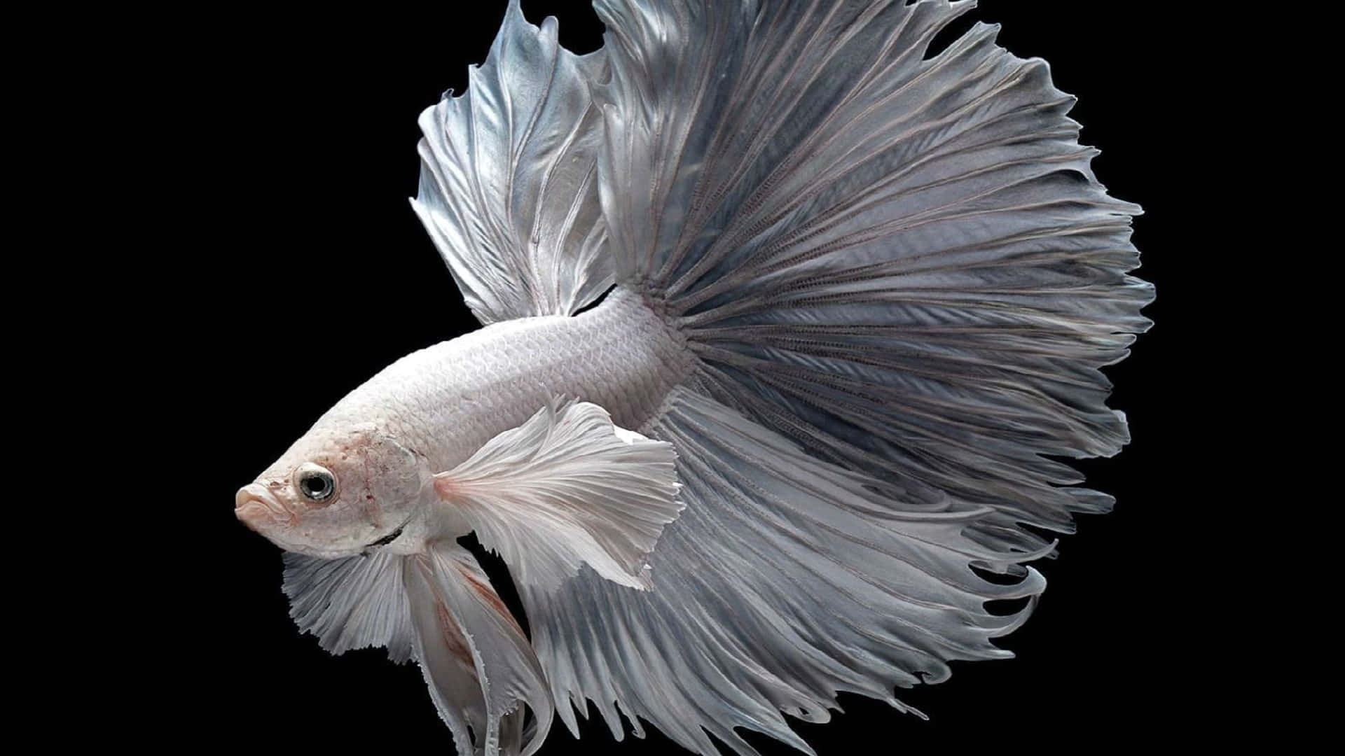 銀色鬥魚 流暢魚鰭 黑色背景