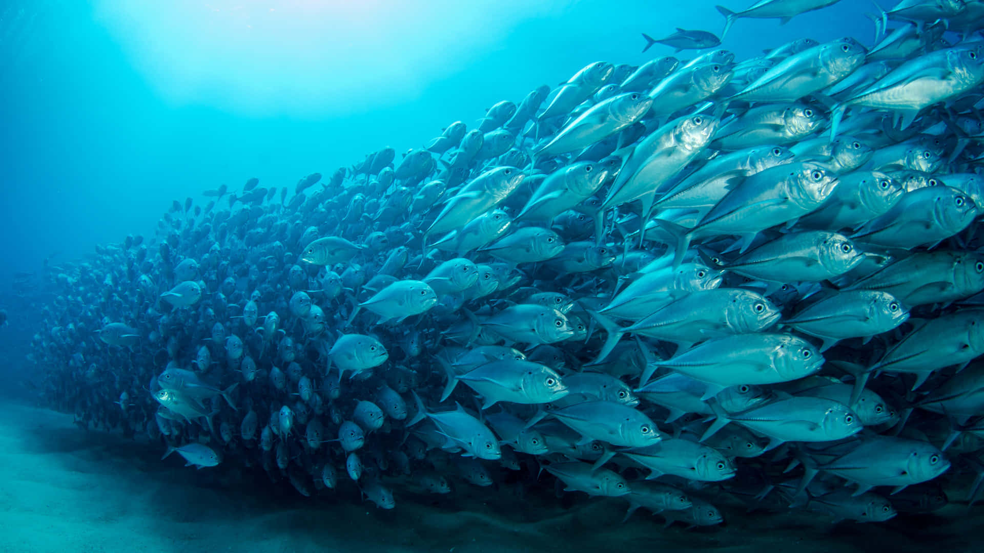 一大群銀色魚類在藍色海水中靠近沙底游動。