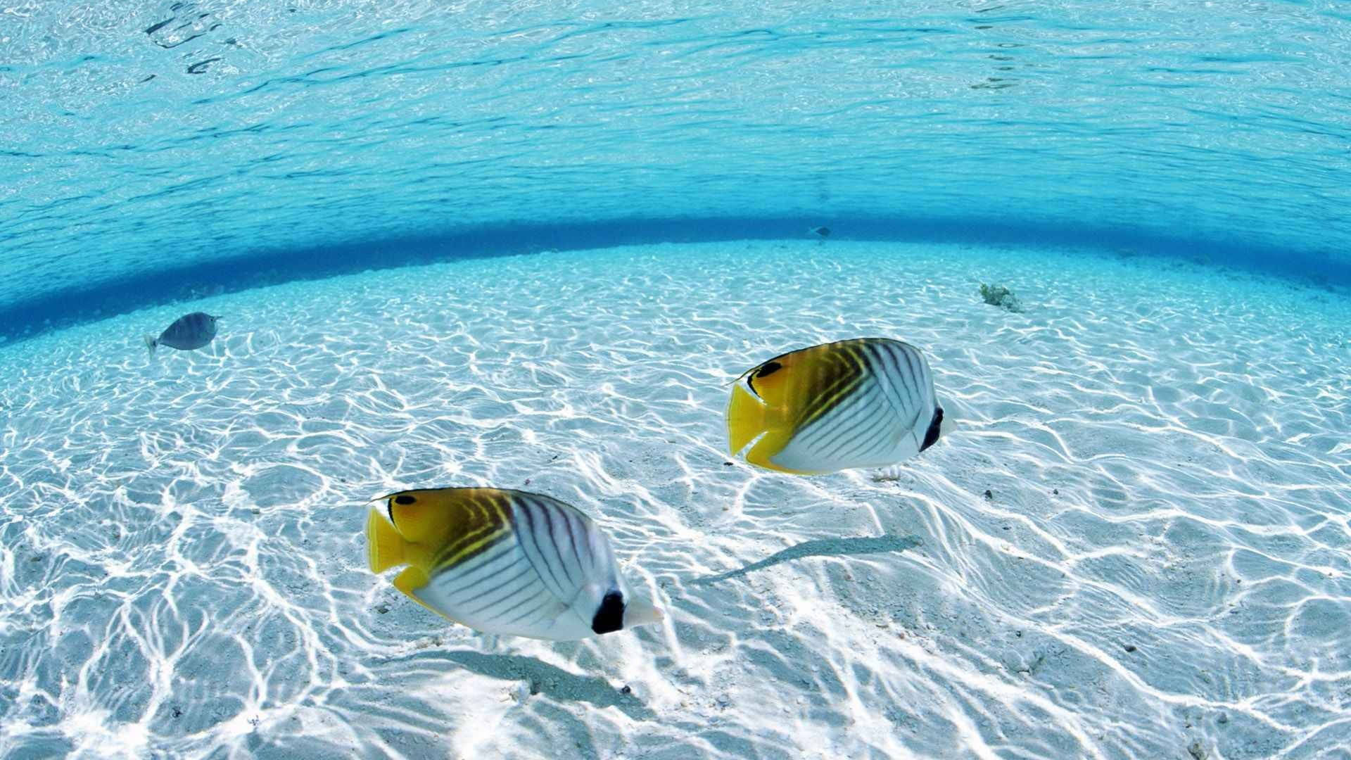 兩條色彩繽紛的蝴蝶魚在清澈藍色海水下的沙質海床上滑行。