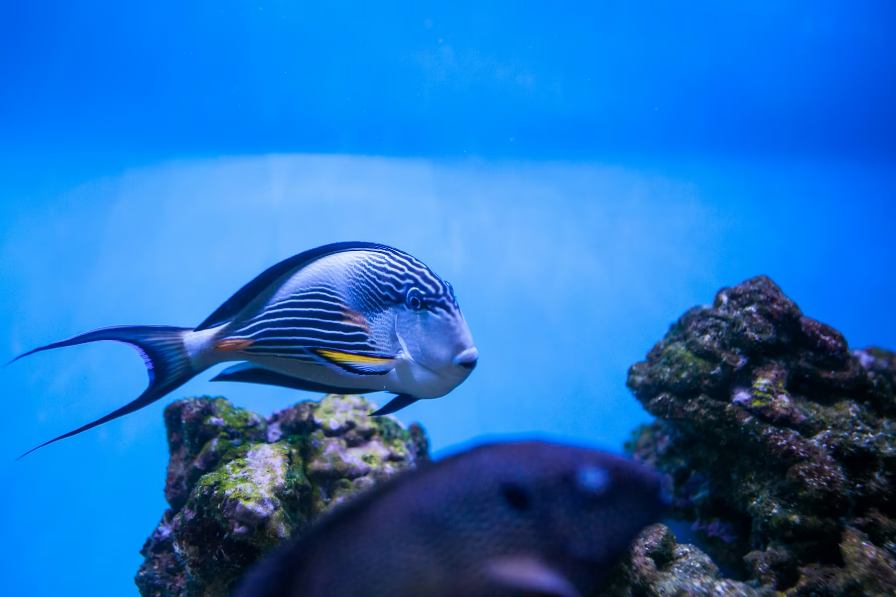 熱帶魚水族箱舒緩景觀 壁紙