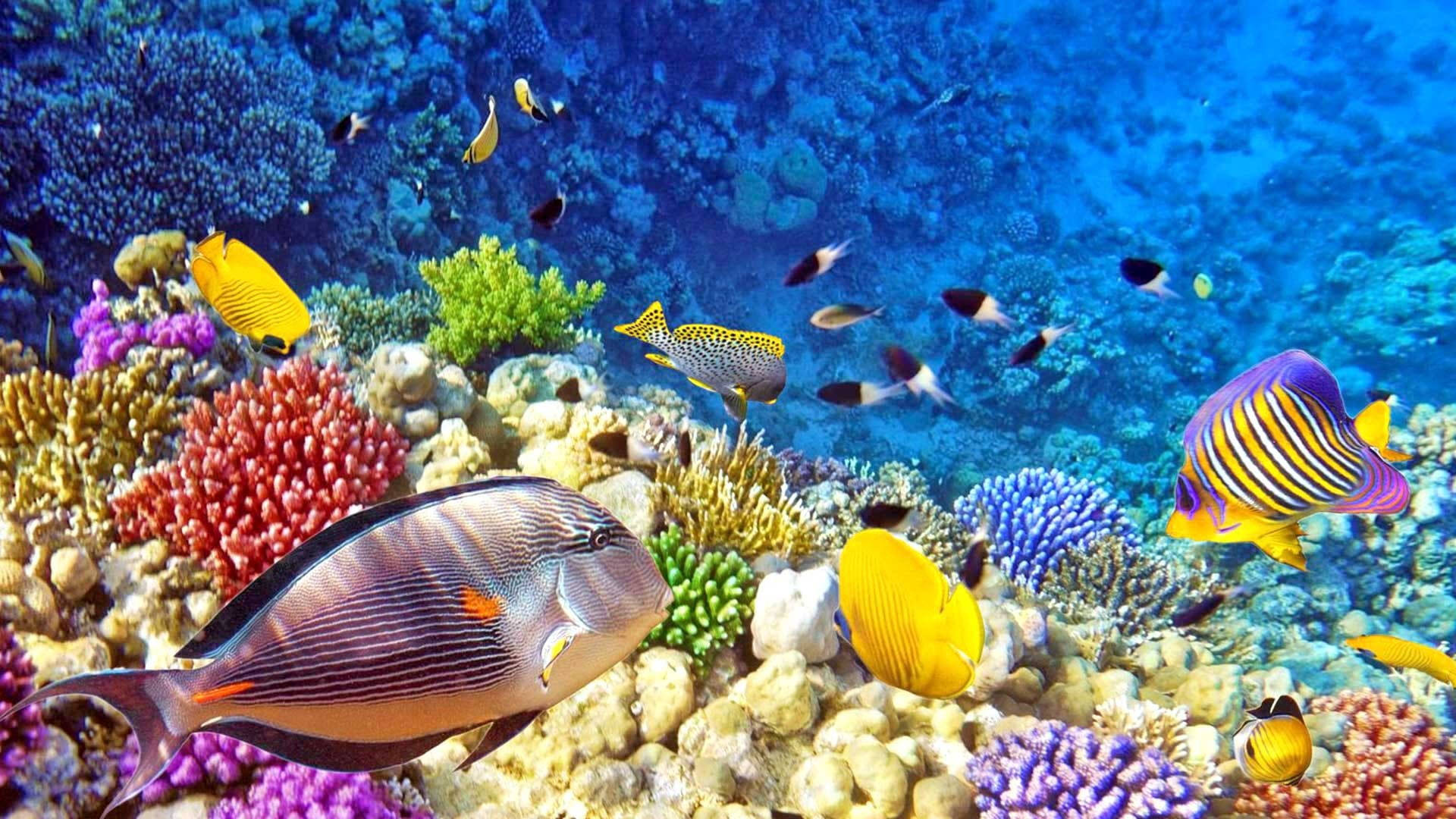 清澈藍色海水中的多彩熱帶魚和珊瑚礁。
