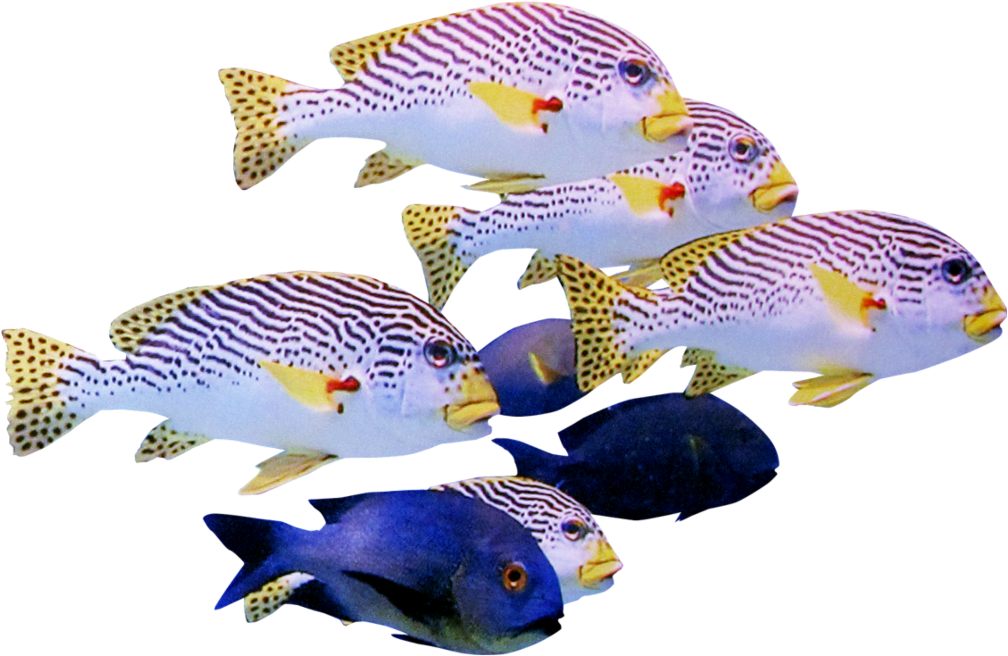 熱帶魚群游聚一齊 壁紙