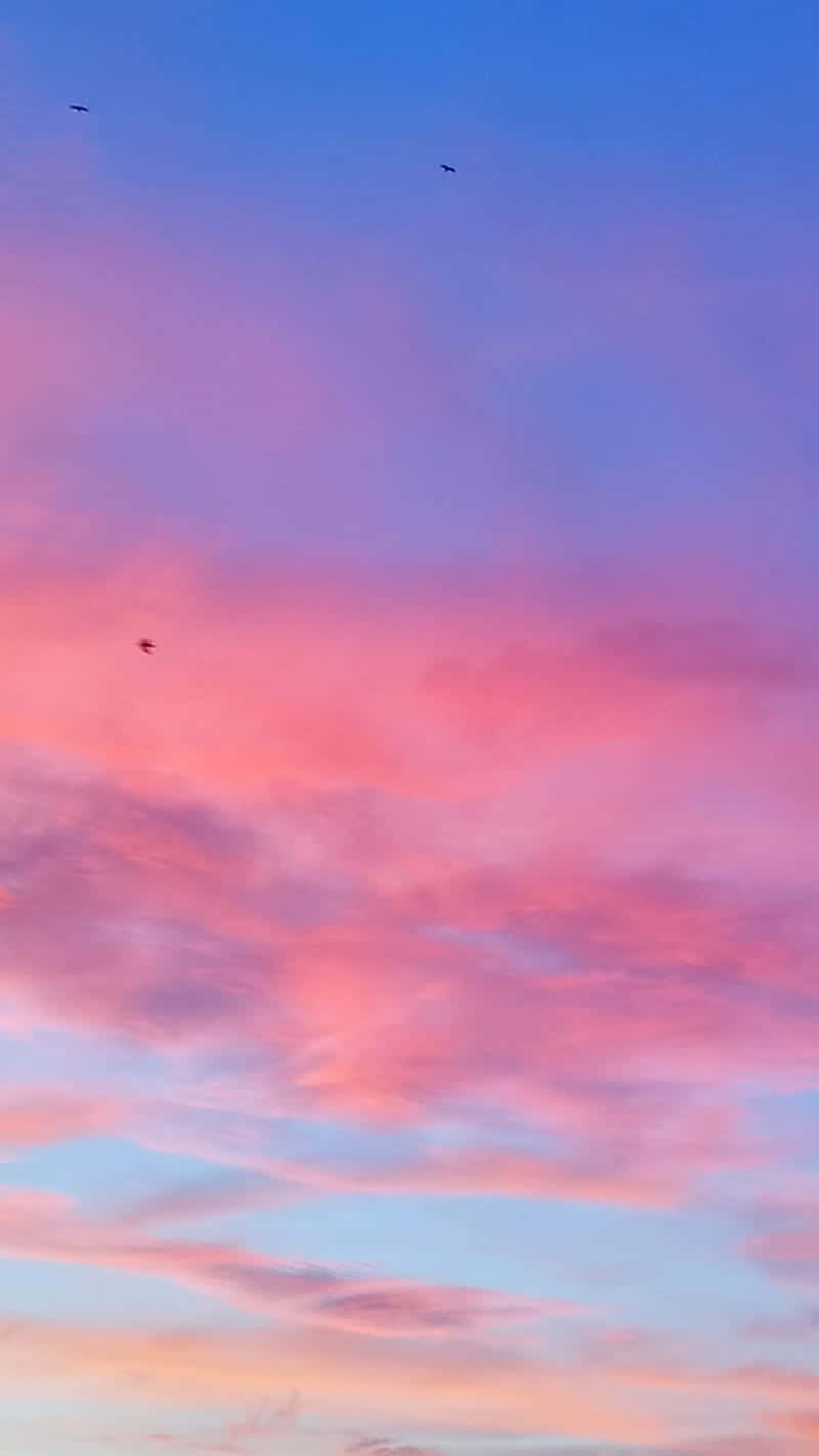 充滿活力的粉紅色和藍色日落天空，鳥兒飛翔
