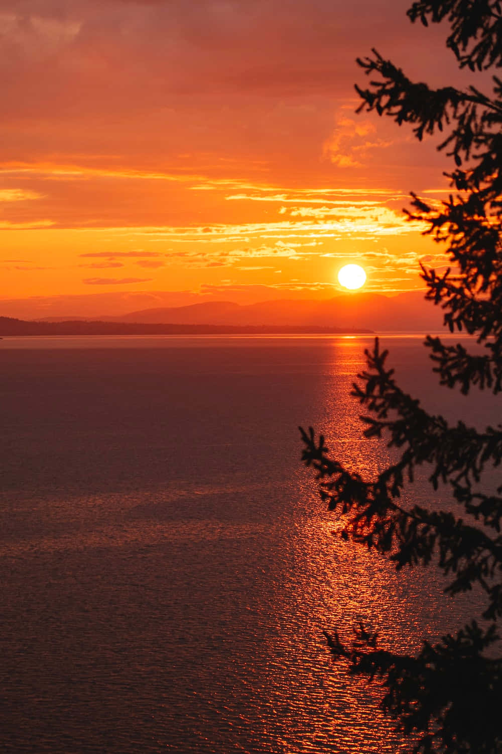 Fall Sunset 桌布 壁紙 — 熾熱的夕陽在平靜的海面上閃耀，剪影般的樹枝框住了景色。