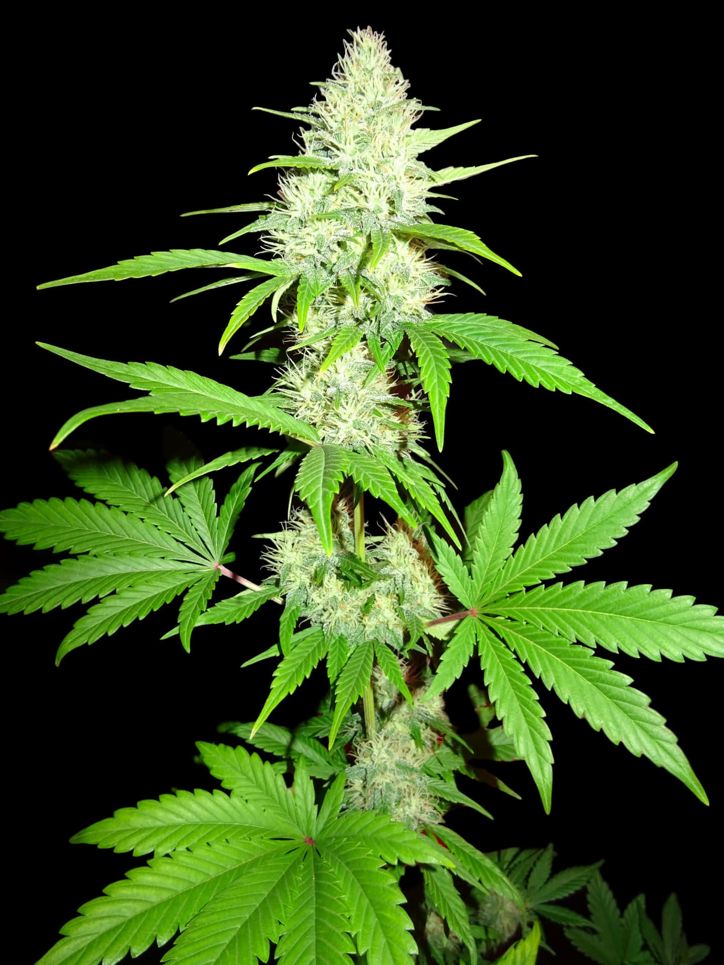 大麻植物特寫，綠色葉子和白色花蕾，黑色背景。
