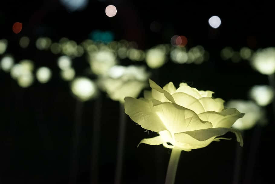 燈光玫瑰花園 壁紙 — 夜晚中發光的白色玫瑰，背景有柔和散景燈光。