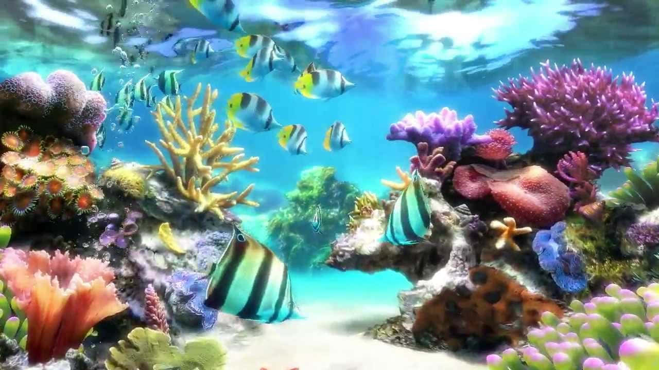 燕尾蝶魚魚缸背景 壁紙 — 色彩繽紛的熱帶魚在明亮的藍色海水下，於多彩的珊瑚礁之間游動。