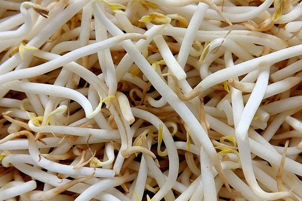 新鮮白豆芽，黃色尖端，密集一堆。
