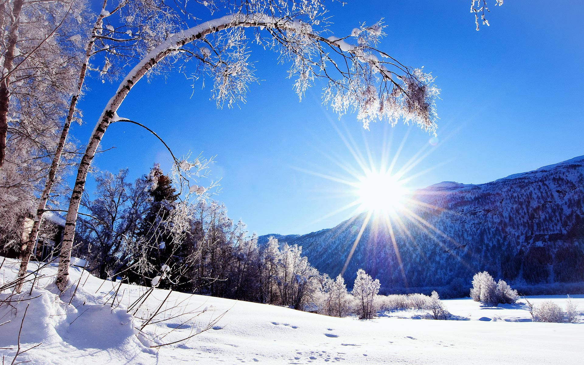Mountain 桌布 壁紙 — 燦爛的冬日陽光穿過結霜的白樺樹枝，映襯著白雪覆蓋的山脈上清澈的藍天。