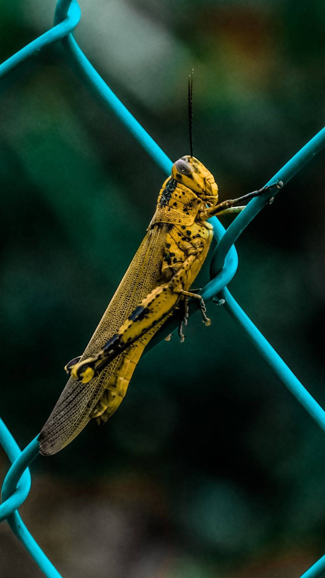 爪哇蝗蟲 Valanga nigricornis 壁紙 — 一隻帶有黑色斑點的鮮黃色蚱蜢緊緊抓住亮藍色的鐵絲網圍欄，背景是模糊的綠色。