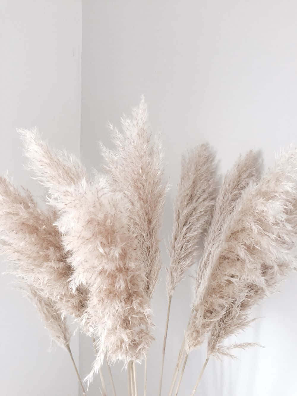 牆角 Pampas Grass 背景 壁紙 — 柔軟嘅米色蒲葦羽毛喺簡約白色牆前面輕輕搖曳，營造寧靜室內氛圍。