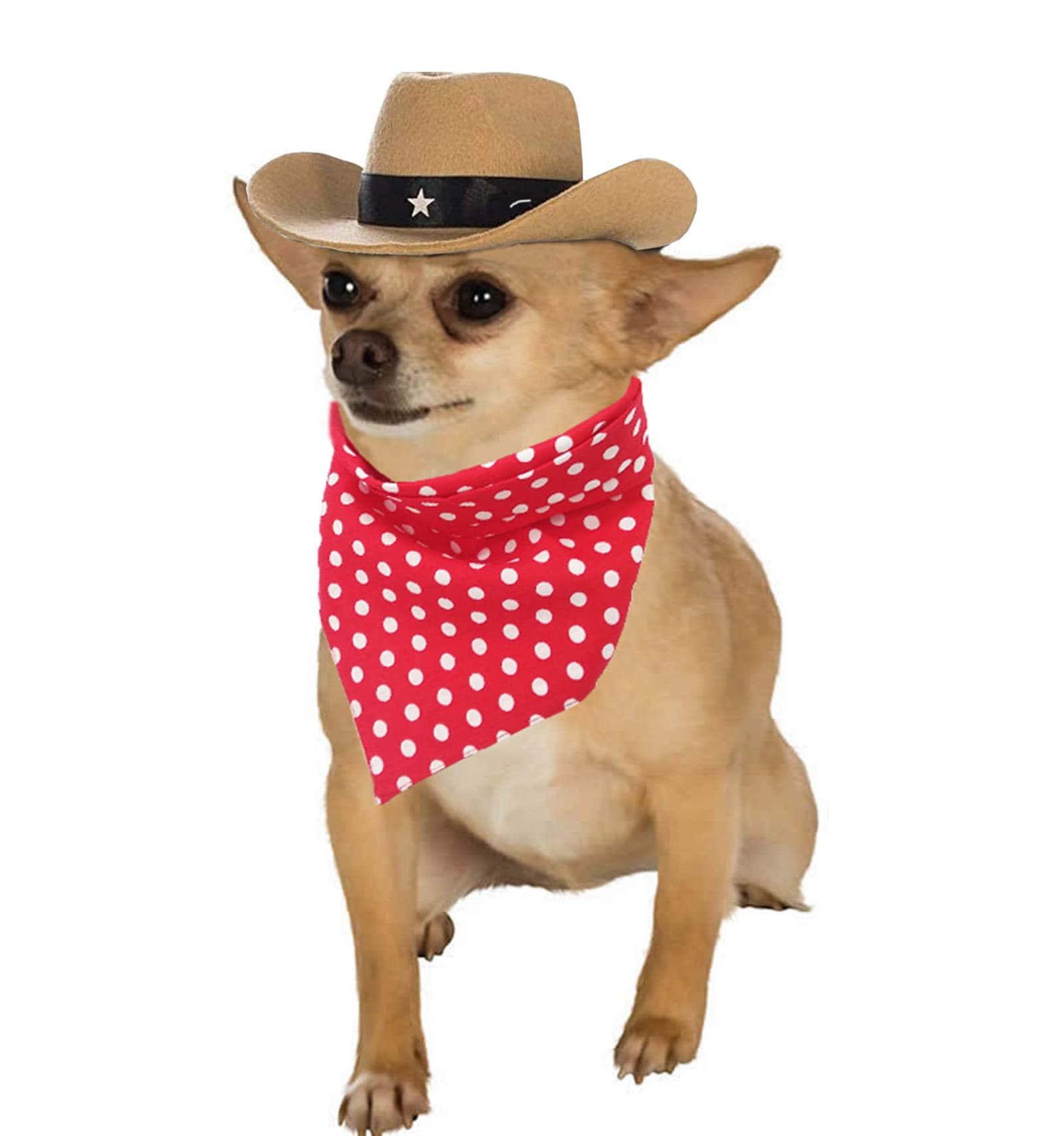 戴牛仔帽和紅色圓點頭巾的芝娃娃