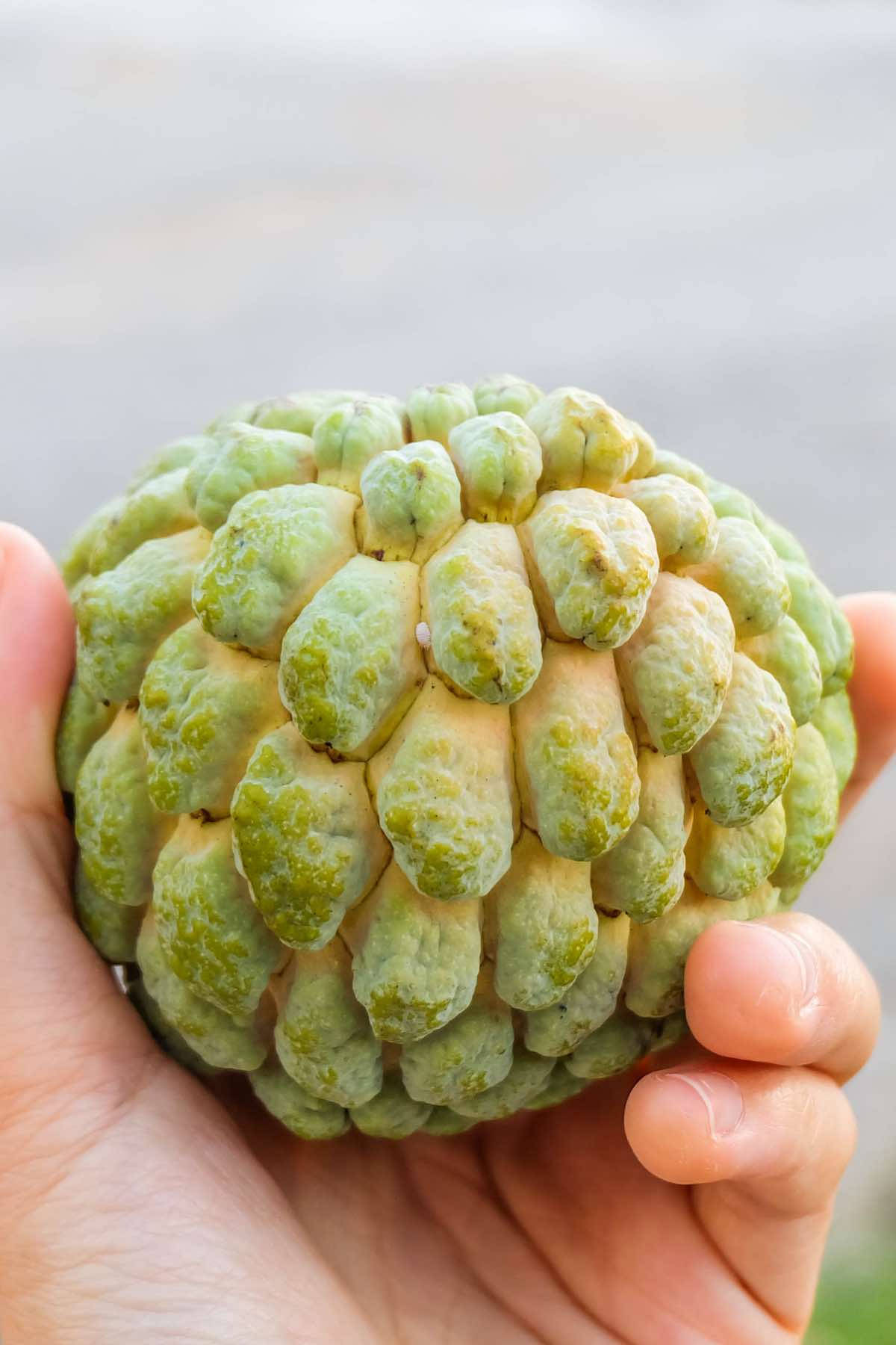 牛油果鱗片皮 壁紙 — 一隻手拿著新鮮的綠色刺果番荔枝，表面凹凸不平，背景是模糊的戶外環境。