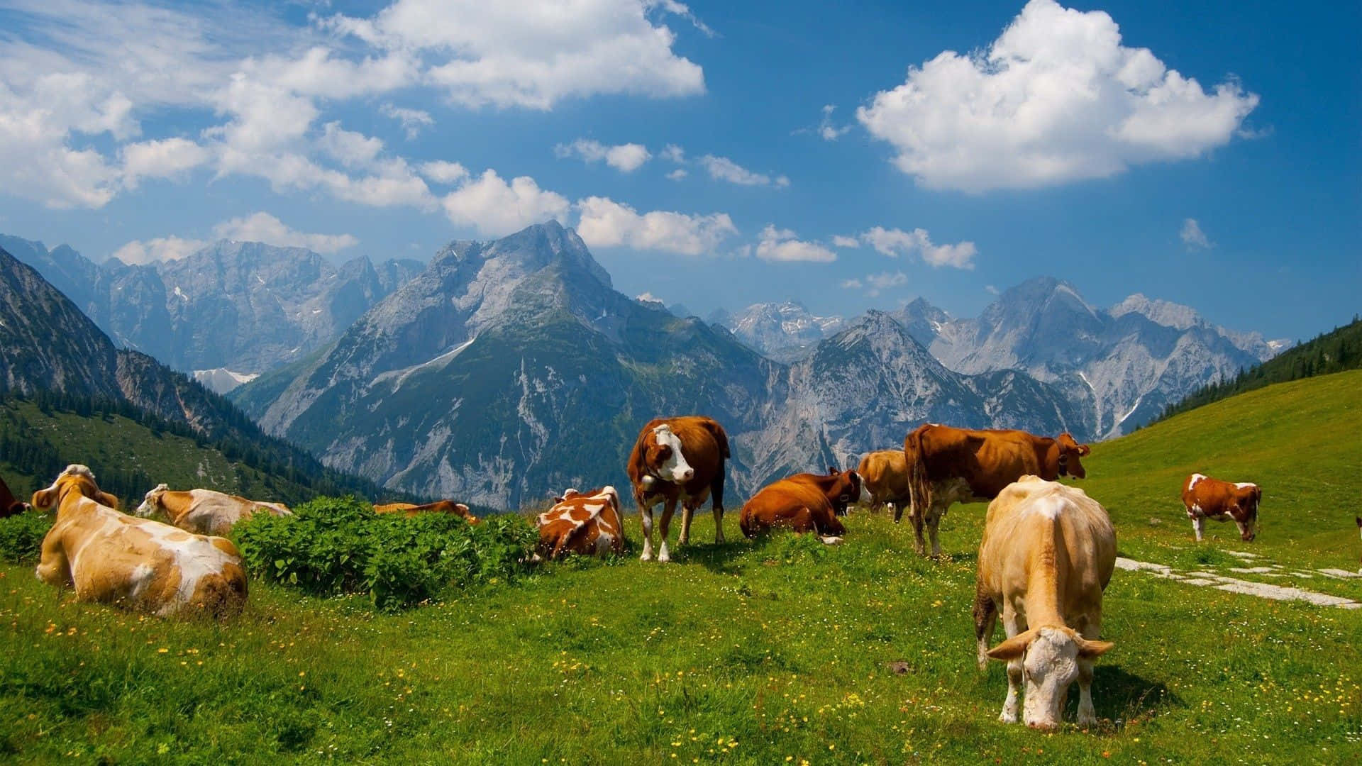 Farm Animal 桌布 壁紙 — 牛群在陽光明媚的綠色草地上平靜地吃草，雄偉的雪山在點綴著蓬鬆白雲的明亮藍天下聳立。