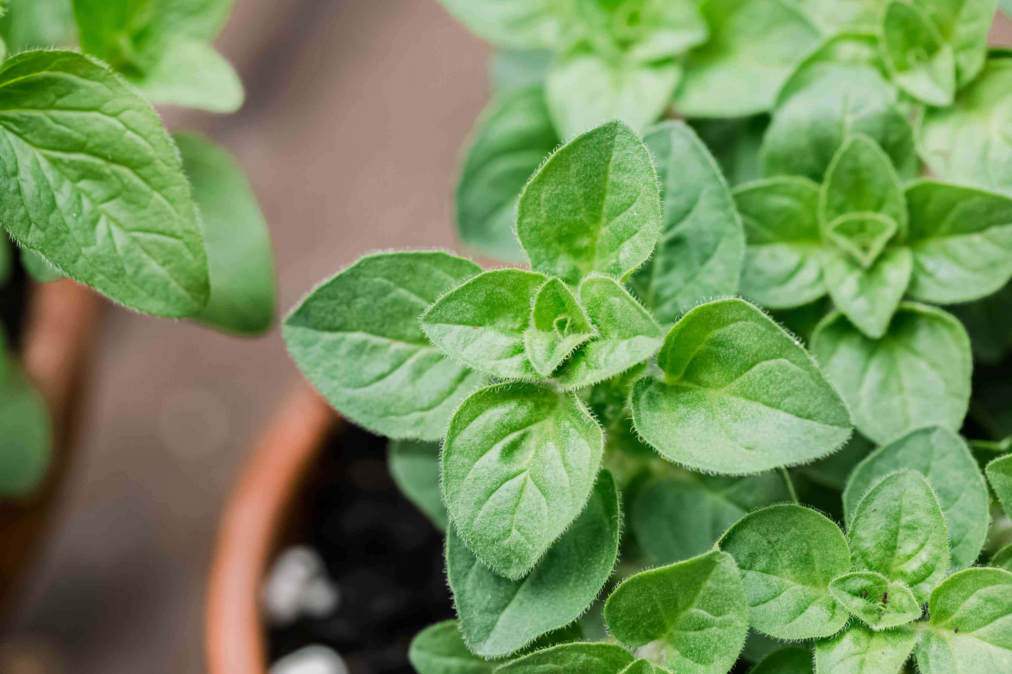 牛至植物寬大葉片圖 壁紙 — 特寫鏡頭：充滿活力的綠色奧勒岡葉，帶有細毛，種在陶盆中，背景是模糊的泥土色調。