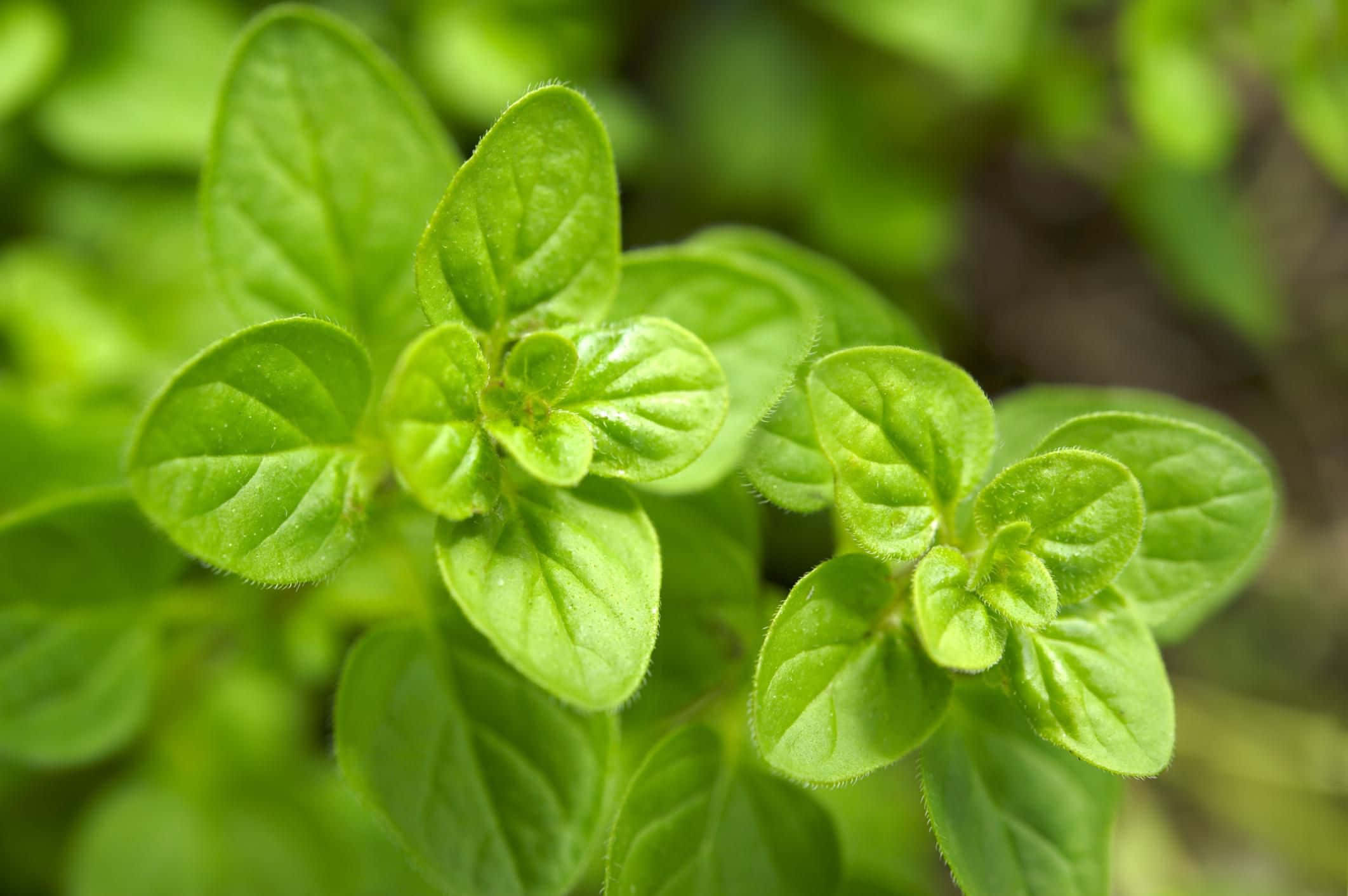 牛至植物美麗葉片圖 壁紙 — 新鮮綠色奧勒岡葉的鮮豔特寫，帶有露水般的質感和柔和散景背景。