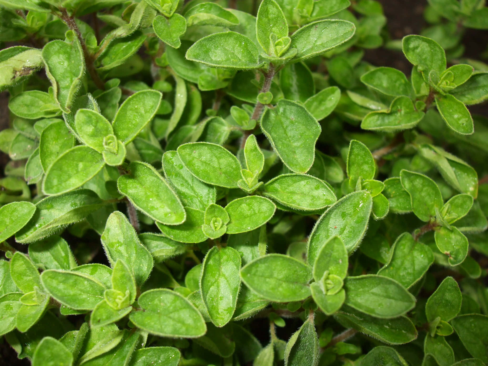 牛至植物超大葉片特寫 壁紙 — 特寫鏡頭：鮮綠色牛至葉片在柔和自然光下閃爍露珠。