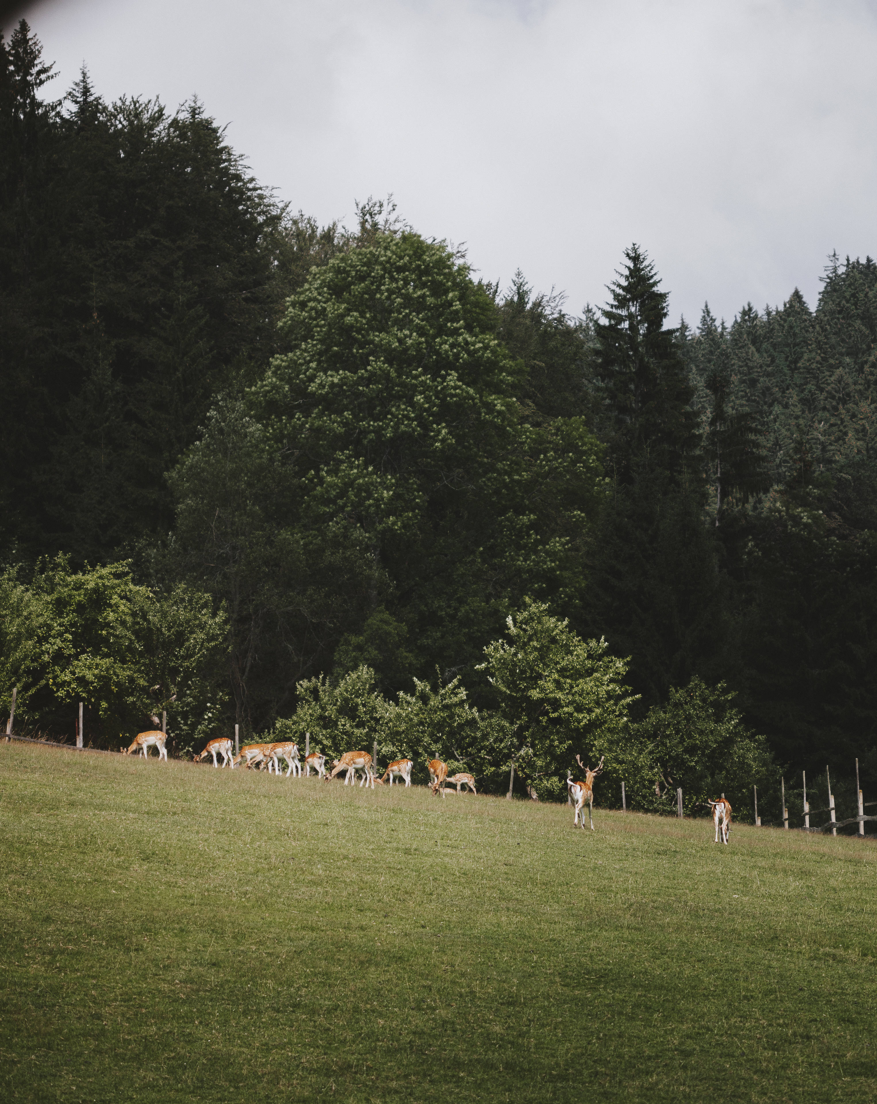 牧場狩獵場中的鹿群 壁紙 — 一群鹿在陰天之下，於茂密黑暗森林環繞的翠綠山坡上平靜地吃草。