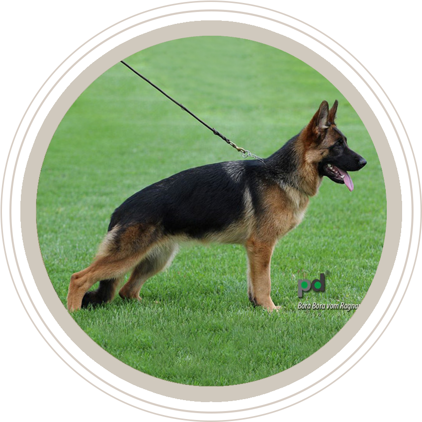 牧羊犬站立於草坪 壁紙 — 一隻德國牧羊犬在圓形框架內警覺地站在充滿活力的綠色草地上，舌頭伸出，牽繩拖在後面。