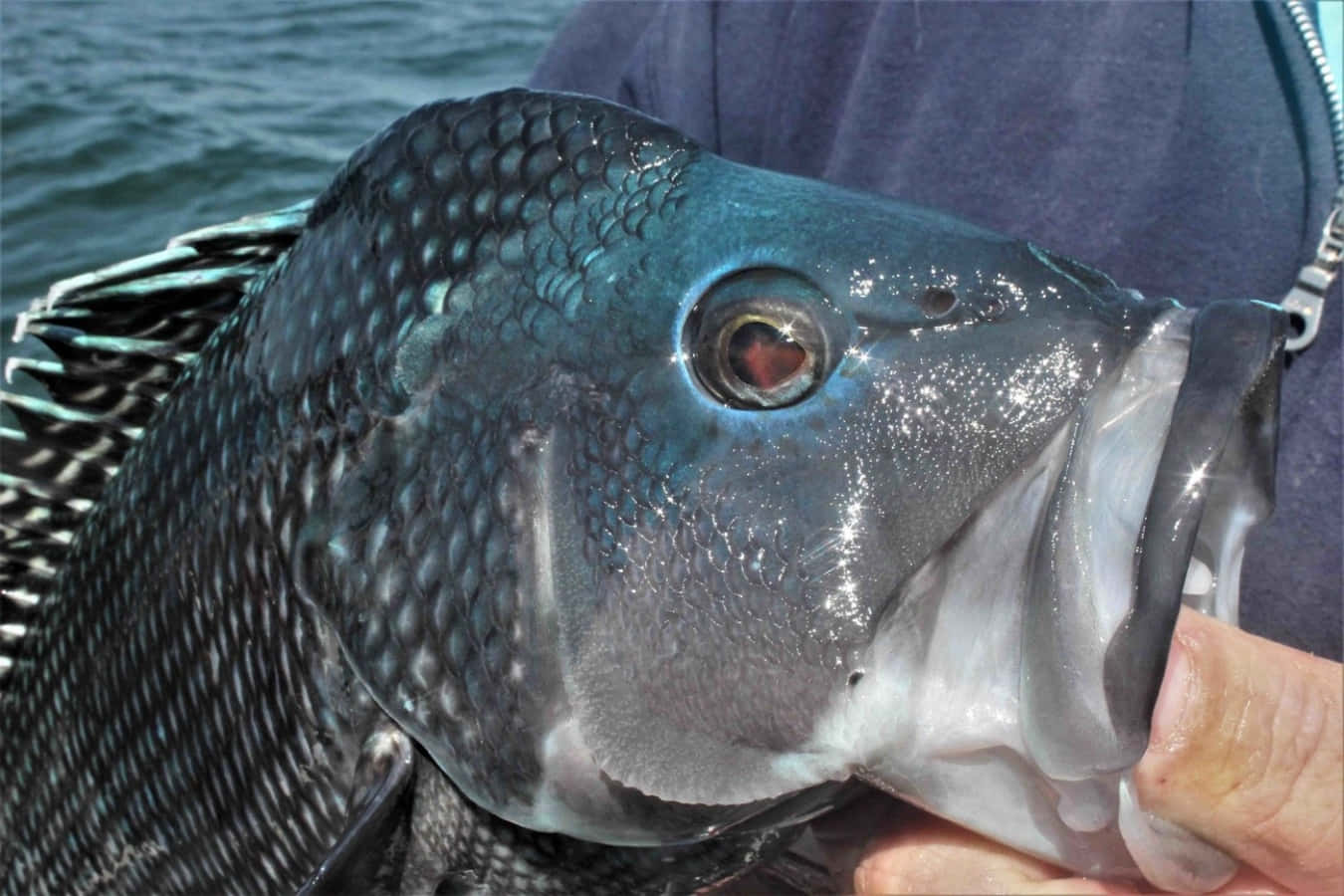 Black Sea Bass 桌布 壁紙 — 特寫一個人手持一條帶有細緻鱗片和張開嘴巴的大型深藍色魚，背景為水面。