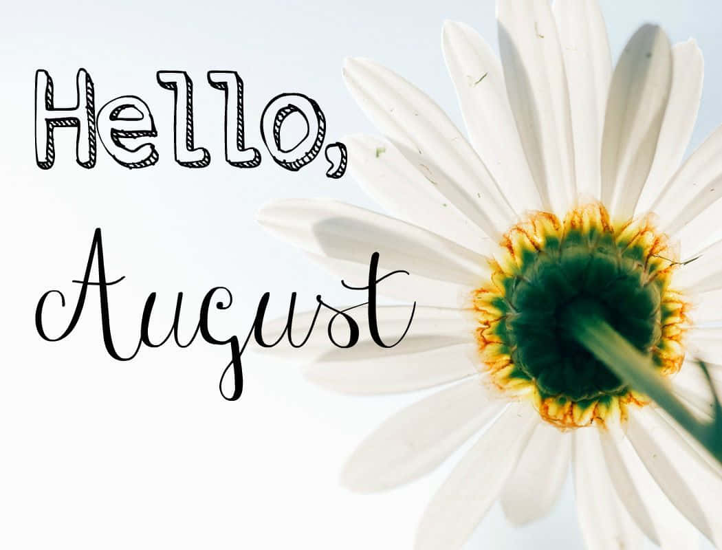 August 桌布 壁紙 — 特寫一朵白色雛菊，帶有綠色和黃色的花心，旁邊是手寫文字「你好，八月」，背景明亮。