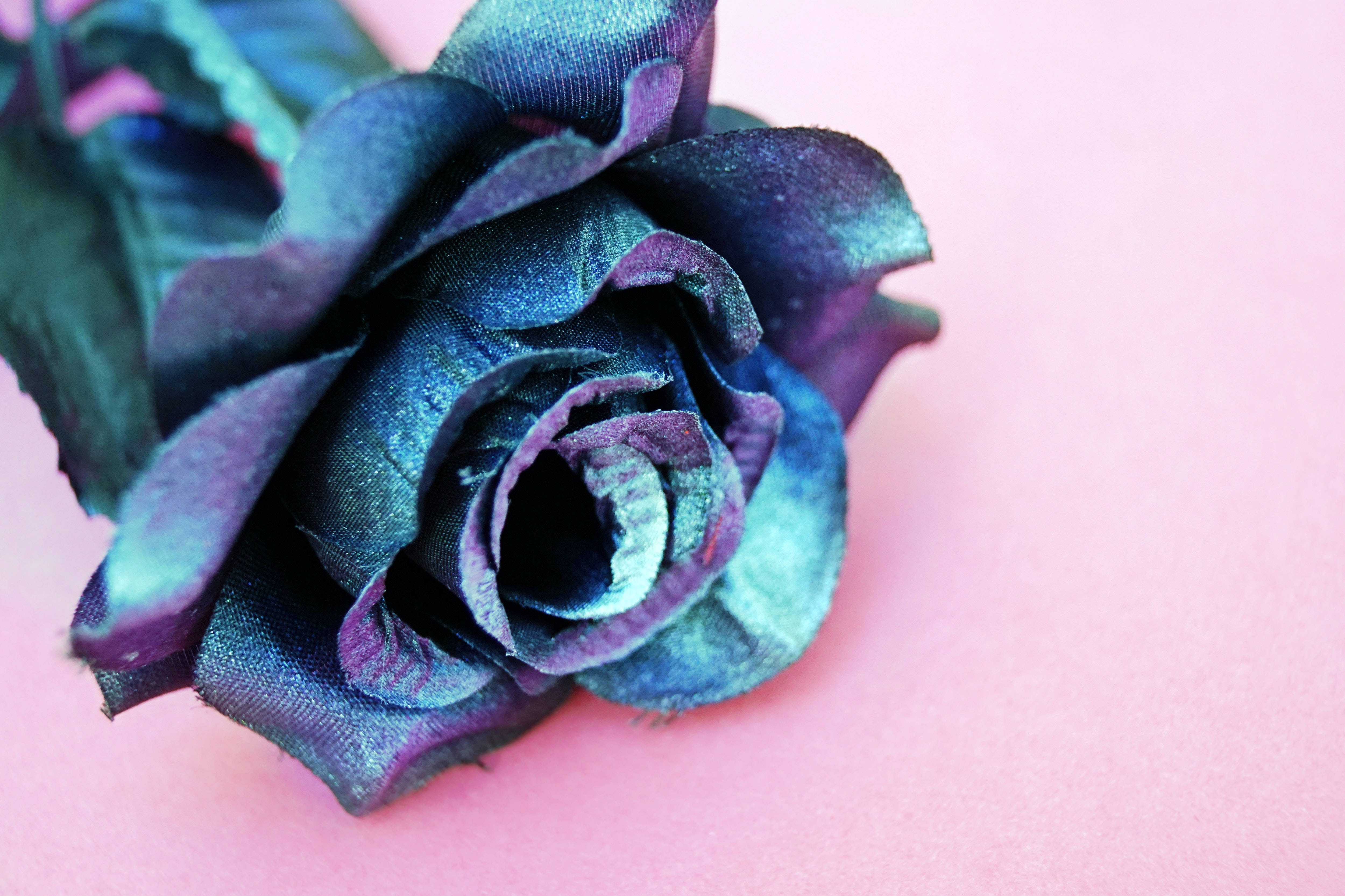 Roses 桌布 壁紙 — 特寫一朵質感布料玫瑰，呈現深藍與紫色調，襯以柔和粉紅背景。