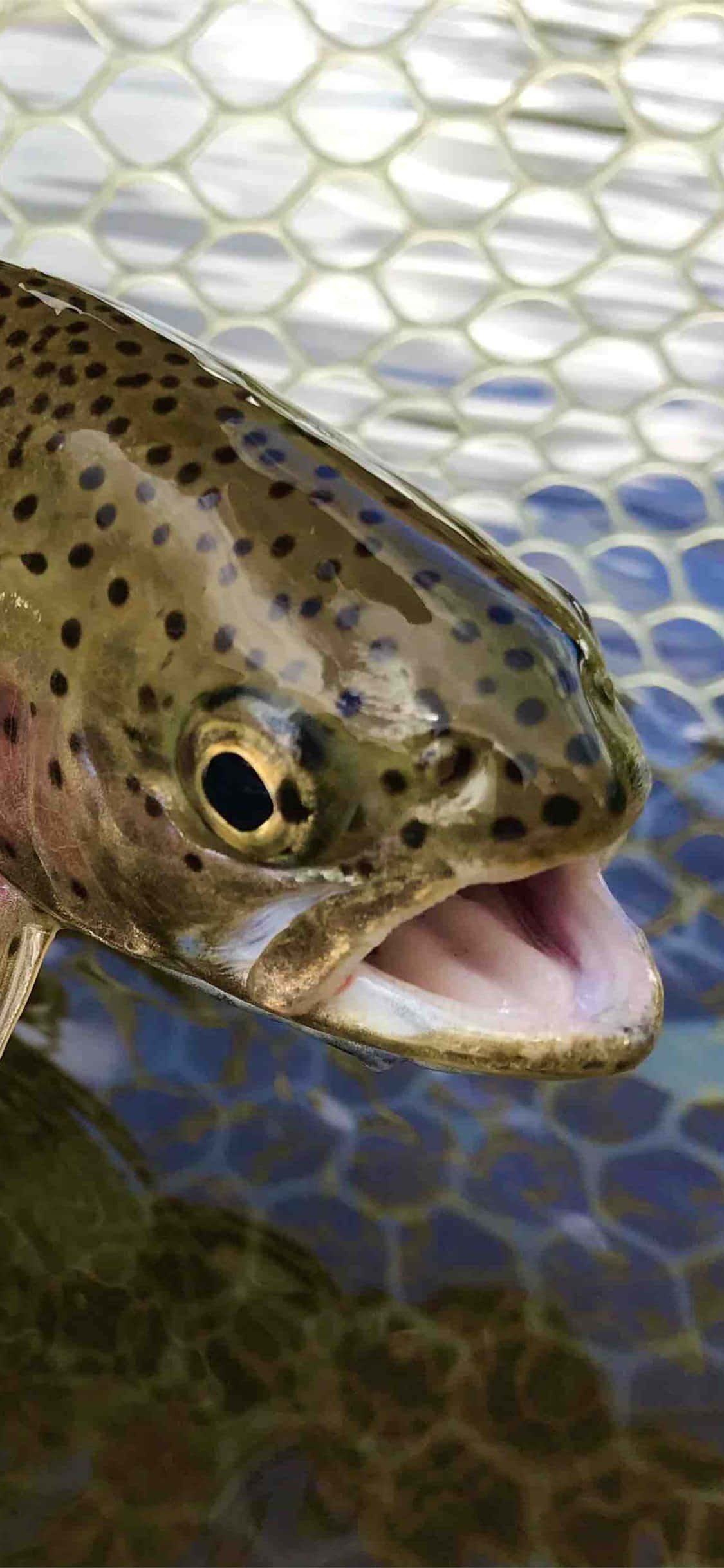 Brown Trout 桌布 壁紙 — 特寫一條有斑點的鱒魚，張開嘴巴，被舉在水面上，背景是六角形網格。
