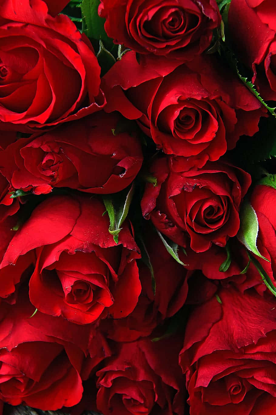特寫攝影：美麗紅玫瑰花束 壁紙 — 充滿生氣嘅紅色玫瑰近距離特寫，帶有露珠同深綠色葉片，營造出豐富浪漫嘅質感。
