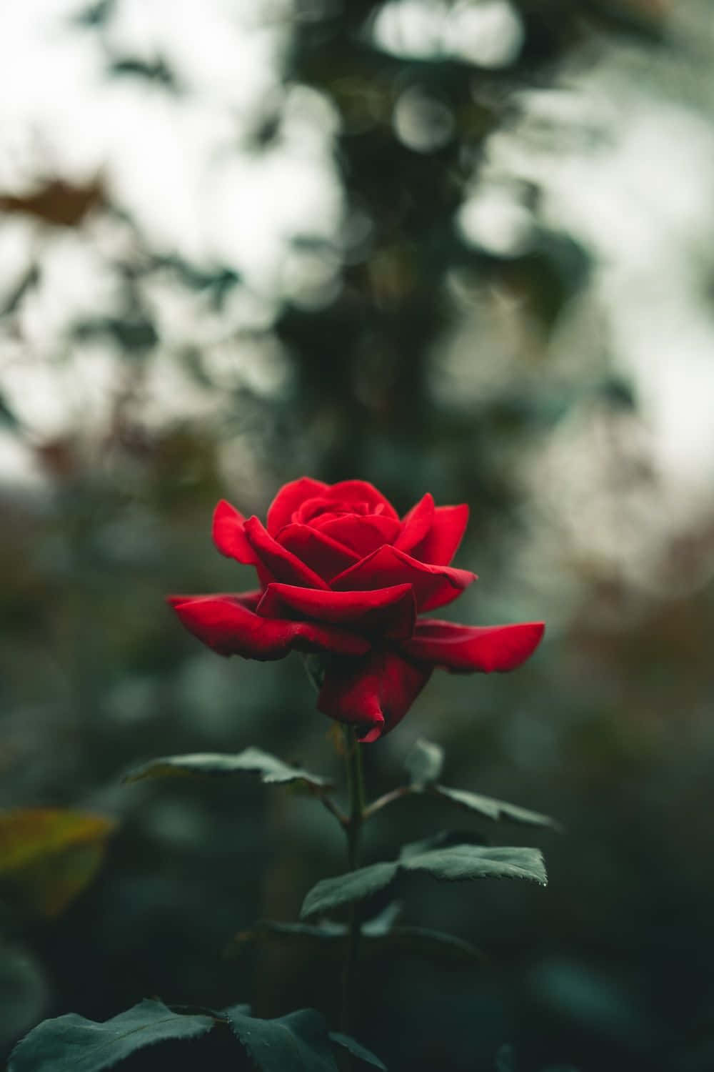 特寫紅玫瑰 壁紙 — 一朵鮮豔的紅玫瑰在柔和焦點下盛開，背景是柔和的綠色和灰色花園。