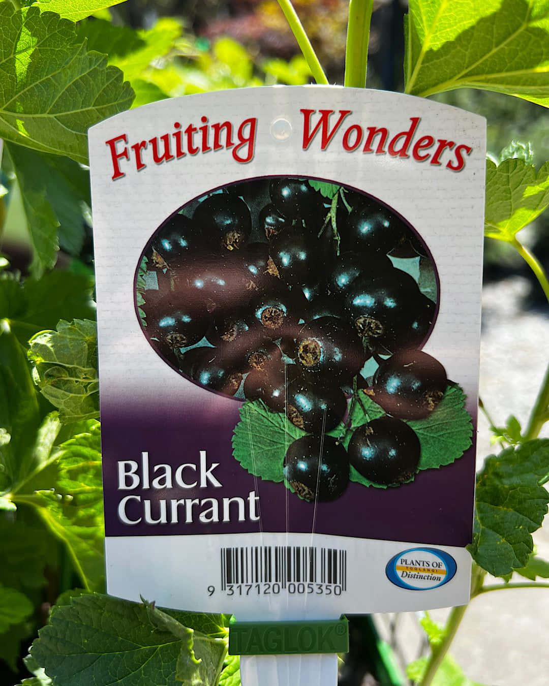 Black Currant 桌布 壁紙 — 特寫鏡頭：一個「Fruiting Wonders」黑加侖子植物標籤，藏在明亮陽光下鮮綠的葉子之間。