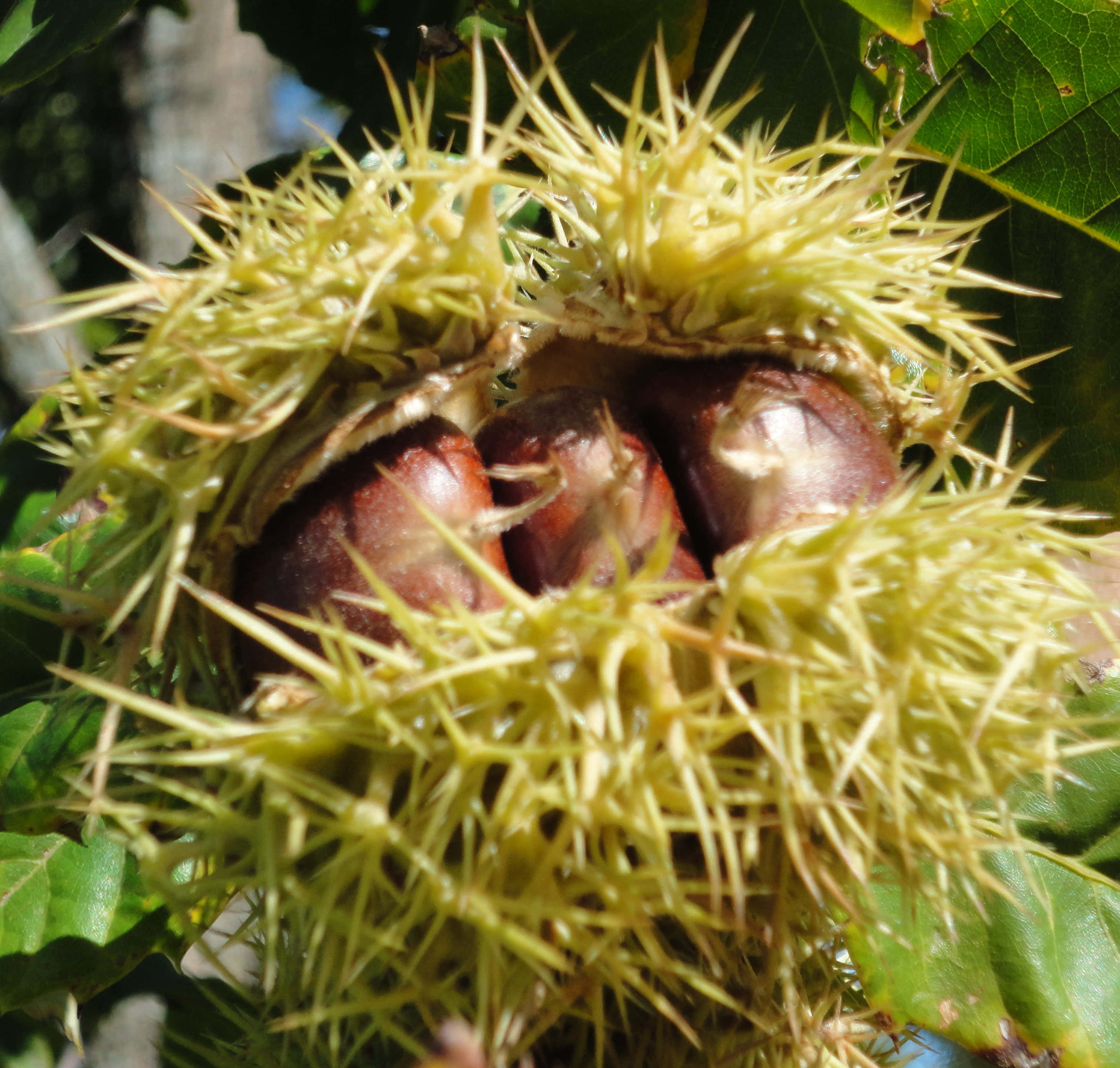 Chestnut 桌布 壁紙 — 特寫鏡頭，一個帶刺的綠色栗子殼裂開，露出閃亮的棕色堅果， nestled 在茂密的綠葉之間。
