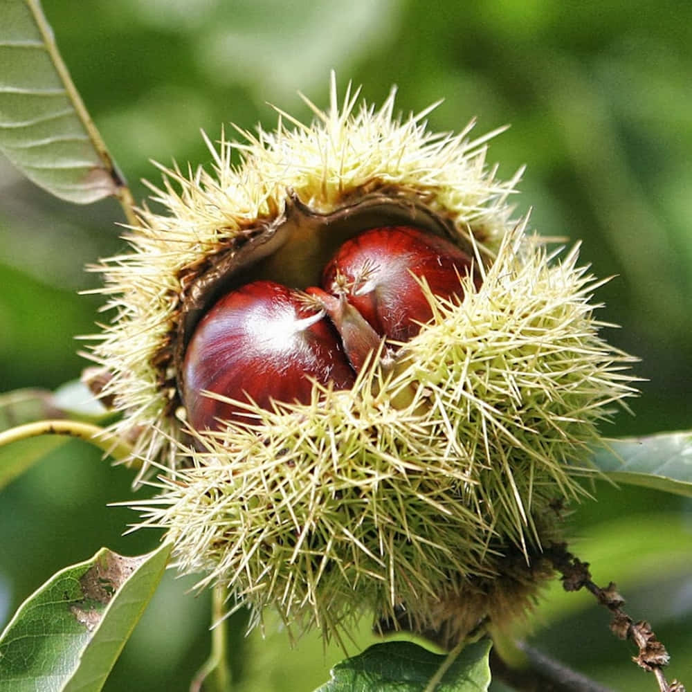 Chestnut 桌布 壁紙 — 特寫鏡頭：一個裂開的綠色帶刺栗子殼，露出兩顆閃亮的紅色栗子，藏在模糊的綠葉之間。