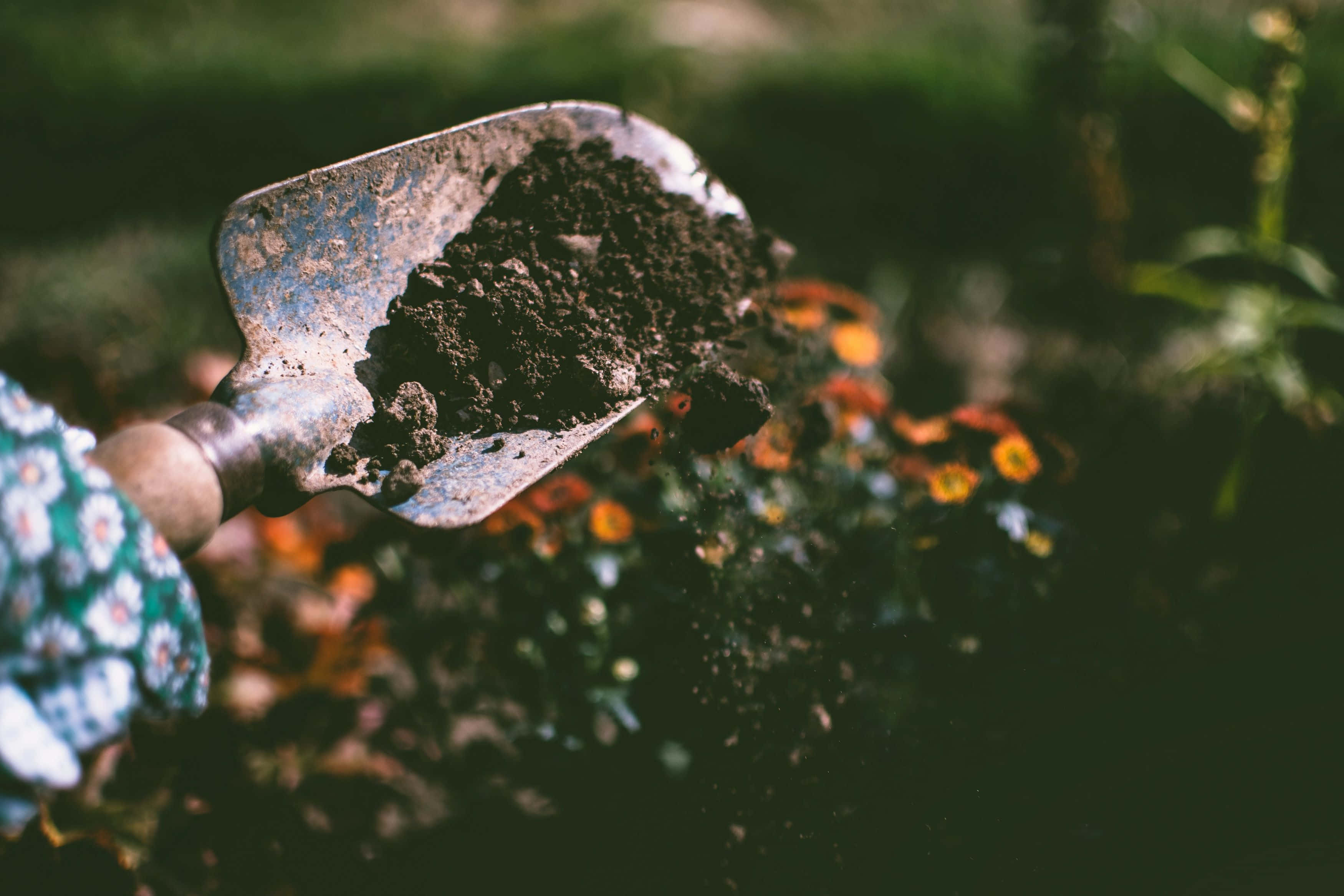 Compost 桌布 壁紙 — 特寫鏡頭，一把風化的鏟子將肥沃的深色泥土鏟起，灑在陽光花園中鮮豔的橙色花朵上。