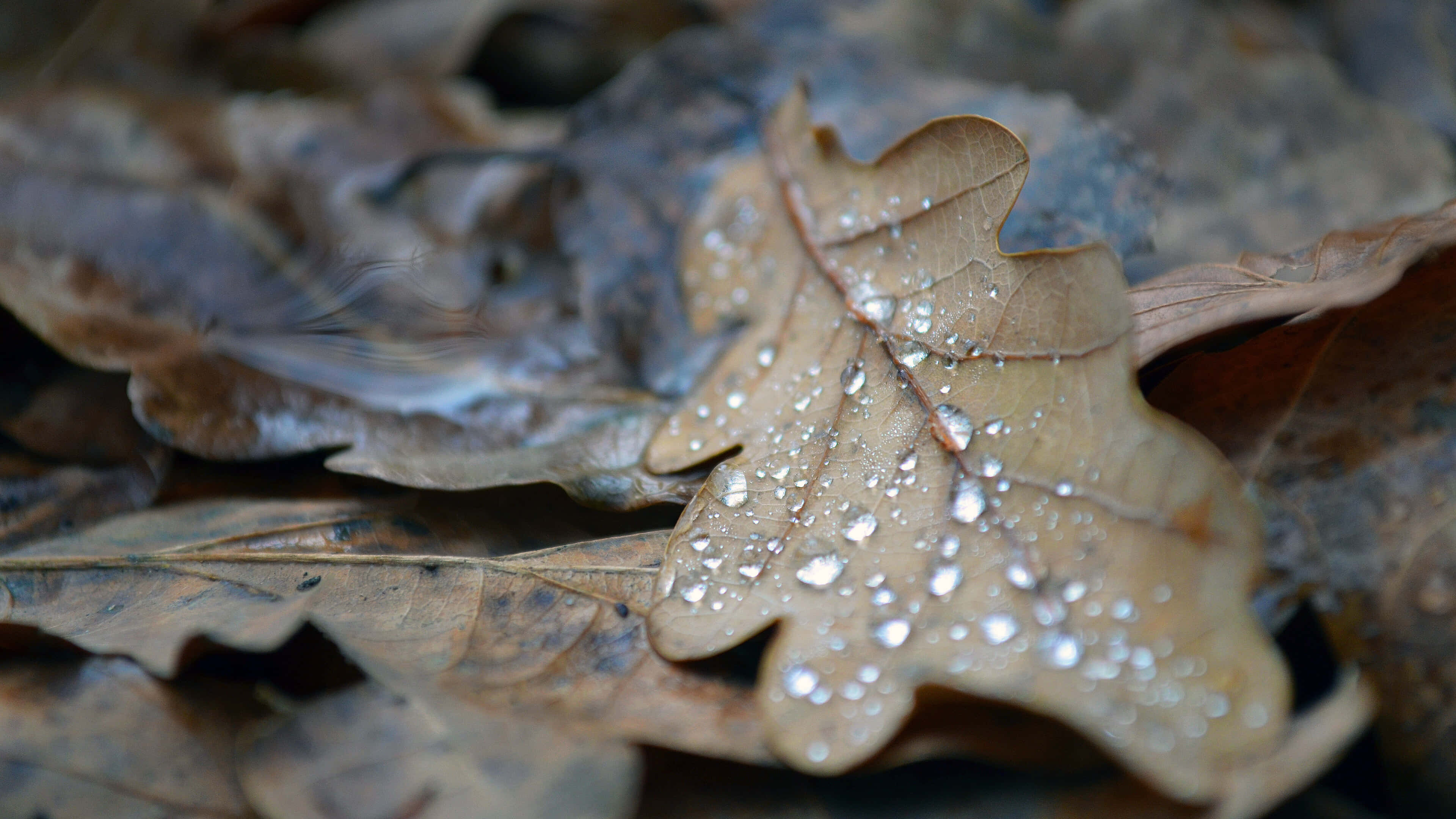 Fall Dew 桌布 壁紙 — 特寫鏡頭：一片帶有露珠的棕色橡樹葉，在落葉中閃閃發光。
